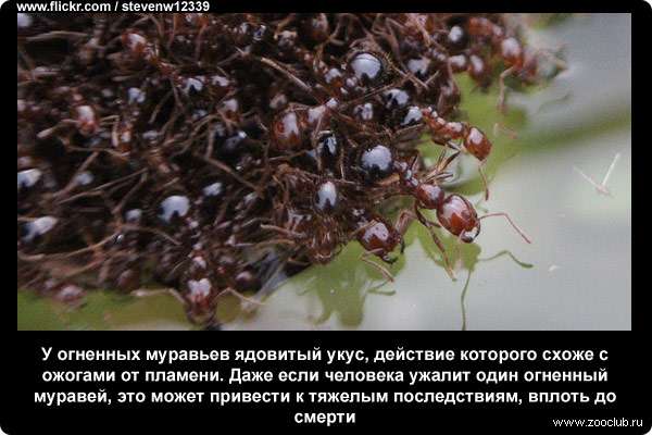  У огненных муравьев ядовитый укус, действие которого схоже с ожогами от пламени. Даже если человека ужалит один огненный муравей, это может привести к тяжелым последствиям, вплоть до смерти