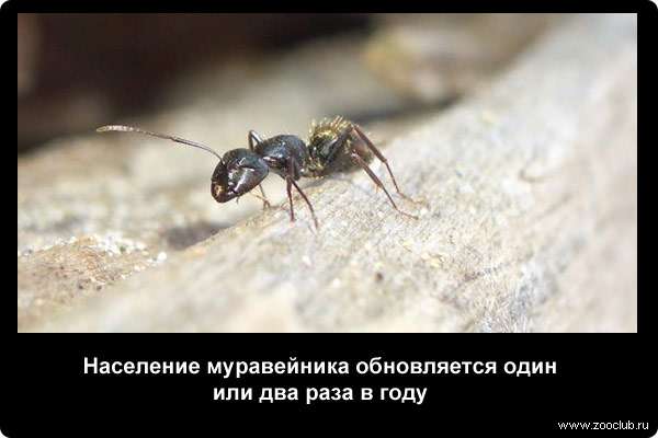  Население муравейника обновляется один или два раза в году