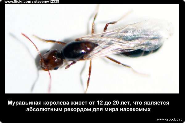  Муравьиная королева живет от 12 до 20 лет, что является абсолютным рекордом для мира насекомых
