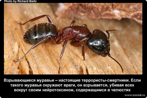  Взрывающиеся муравьи - настоящие террористы-смертники. Если такого муравья окружают враги, он взрывается, убивая всех вокруг своим нейротоксином, содержащимся в челюстях