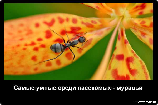  Самые умные среди насекомых - муравьи