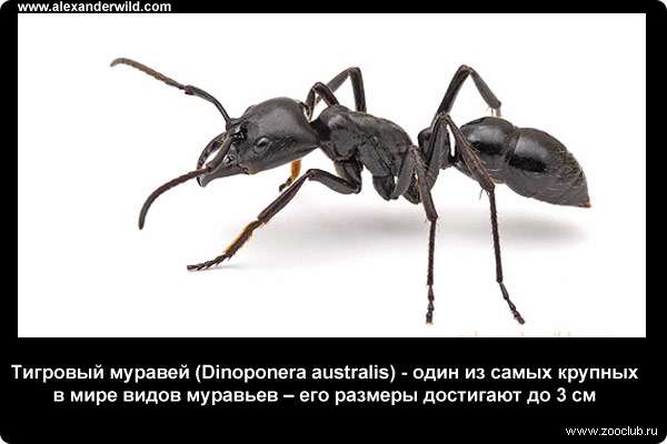  Тигровый муравей - один из самых крупных в мире видов муравьев - его размеры достигают до 3 см