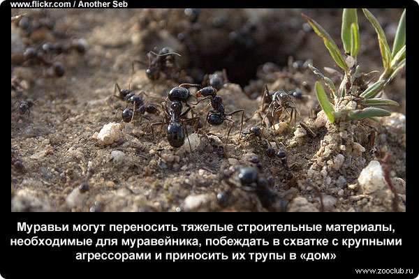  Муравьи могут переносить тяжелые строительные материалы, необходимые для муравейника, побеждать в схватке с крупными агрессорами и приносить их трупы в дом