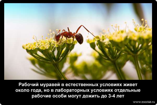  Рабочий муравей в естественных условиях живет около года, но в лабораторных условиях отдельные рабочие особи могут дожить до 3-4 лет