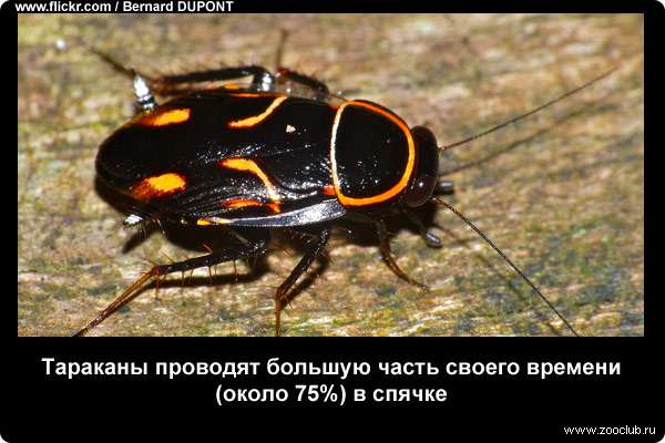  Тараканы проводят большую часть своего времени (около 75%) в спячке