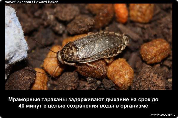  Мраморные тараканы (Nauphoeta cinerea) задерживают дыхание на срок до 40 мин с целью сохранения воды в организме