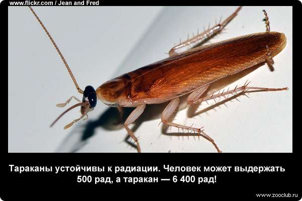  Тараканы устойчивы к радиации. Человек может выдержать 500 рад, а таракан - 6 400 рад
