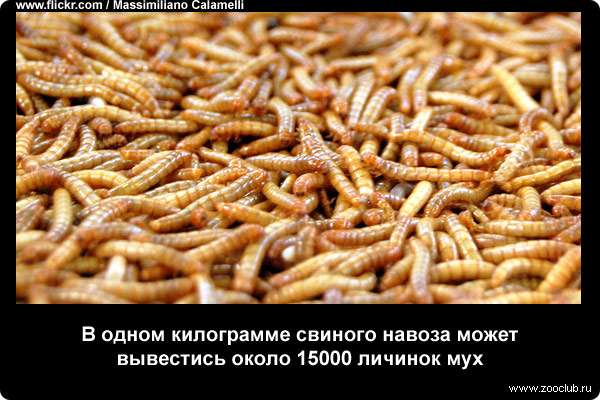  В одном килограмме свиного навоза может вывестись около 15000 личинок мух