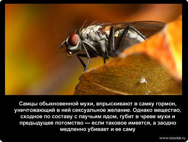  Самцы обыкновенной мухи, впрыскивают в самку гормон, уничтожающий в ней сексуальное желание. Однако вещество, сходное по составу с паучьим ядом, губит в чреве мухи и предыдущее потомство - если таковое имеется, а заодно медленно убивает и ее саму