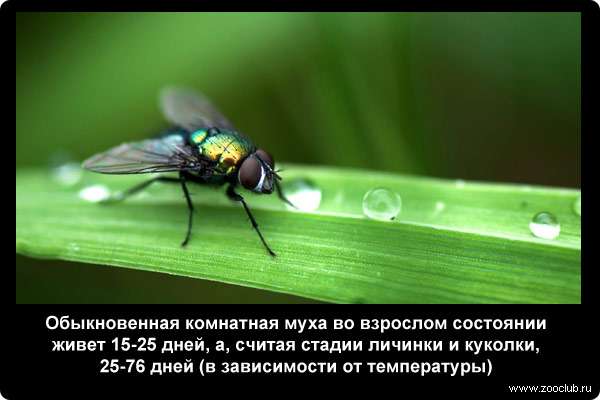  Обыкновенная комнатная муха во взрослом состоянии живет 15-25 дней, а, считая стадии личинки и куколки, 25-76 дней (в зависимости от температуры)