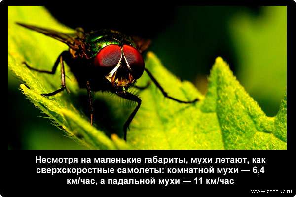  Несмотря на маленькие габариты, мухи летают, как сверхскоростные самолеты: комнатной мухи - 6,4 км/ч, а падальной мухи - 11 км/ч