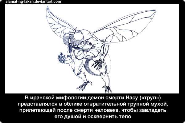 В иранской мифологии демон смерти Насу (труп) представлялся в облике отвратительной трупной мухой, прилетающей после смерти человека, чтобы завладеть его душой и осквернить тело