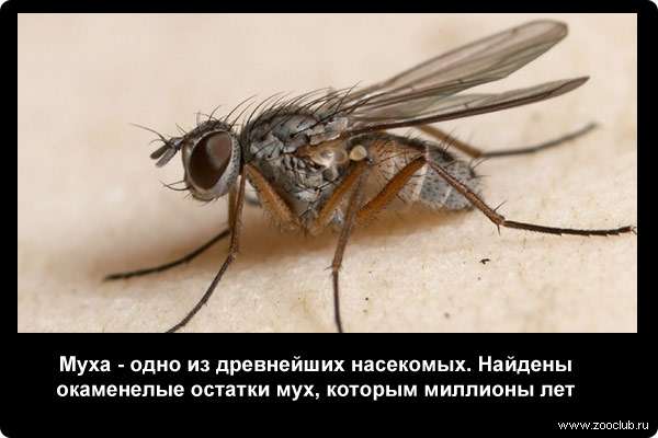  Муха - одно из древнейших насекомых. Найдены окаменелые остатки мух, которым миллионы лет