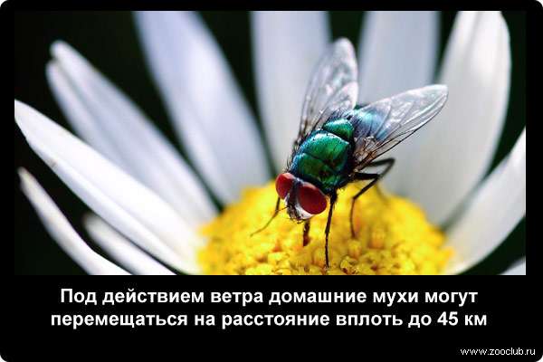 Под действием ветра домашние мухи могут перемещаться на расстояние вплоть до 45 км
