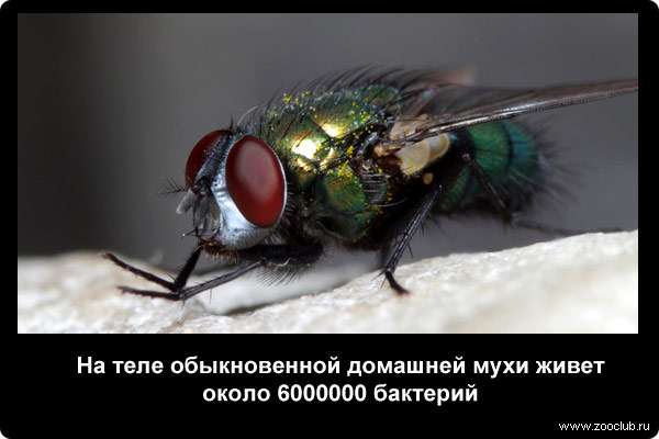  На теле обыкновенной домашней мухи живет около 6000000 бактерий