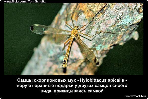  Самцы скорпионовых мух - Hylobittacus apicalis - воруют брачные подарки у других самцов своего вида, прикидываясь самкой