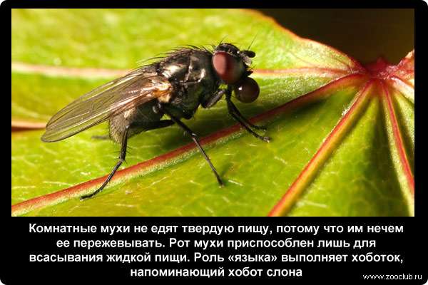  Комнатные мухи не едят твердую пищу, потому что им нечем ее пережевывать. Рот мухи приспособлен лишь для всасывания жидкой пищи. Роль языка выполняет хоботок, напоминающий хобот слона