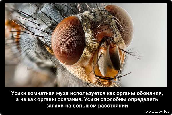  Усики комнатная муха используется как органы обоняния, а не как органы осязания. Усики способны определять запахи на большом расстоянии