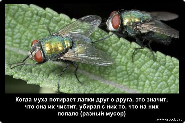 Когда муха потирает лапки друг о друга, это значит, что она их чистит, убирая с них то, что на них попало (разный мусор).