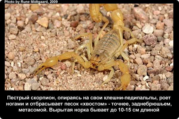  Пестрый скорпион, опираясь на свои клешни-педипальпы, роет ногами и отбрасывает песок хвостом - точнее, заднебрюшьем, метасомой. Вырытая норка бывает до 10-15 см длиной