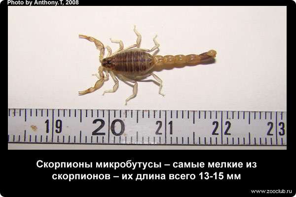  Скорпионы микробутусы - самые мелкие из скорпионов - их длина всего 13-15 мм