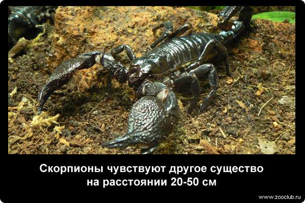  Скорпионы чувствуют другое существо на расстоянии 20-50 см