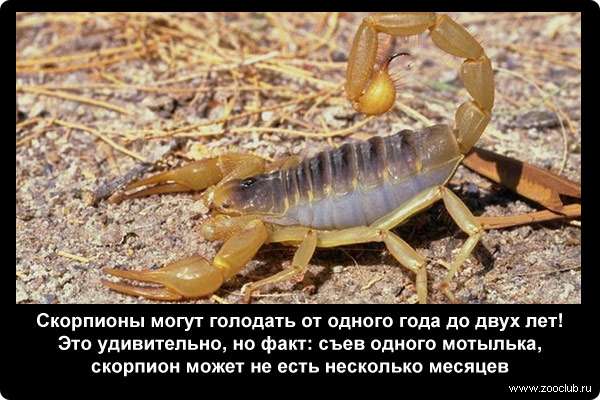  Скорпионы могут голодать от одного года до двух лет! Это удивительно, но факт: съев одного мотылька, скорпион может не есть несколько месяцев