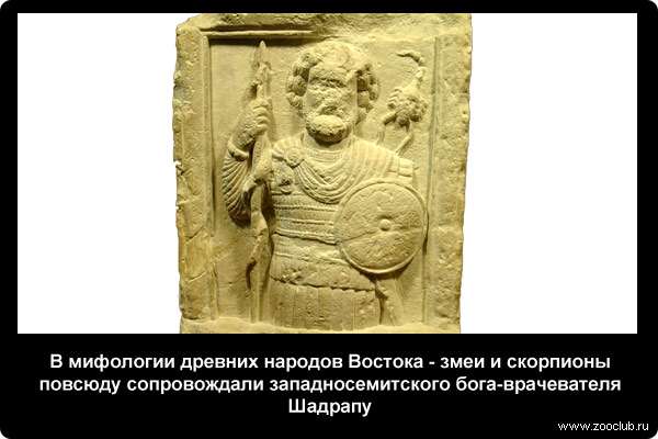  В мифологии древних народов Востока - змеи и скорпионы повсюду сопровождали западносемитского бога-врачевателя Шадрапу