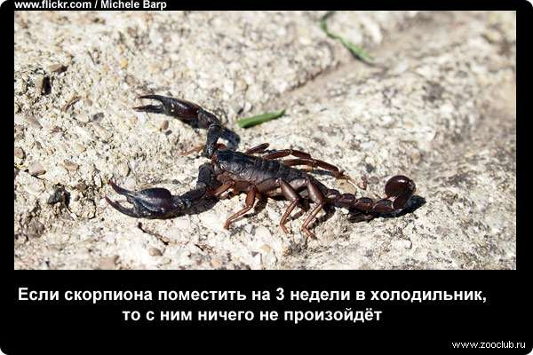  Если скорпиона поместить на 3 недели в холодильник, то с ним ничего не произойдет