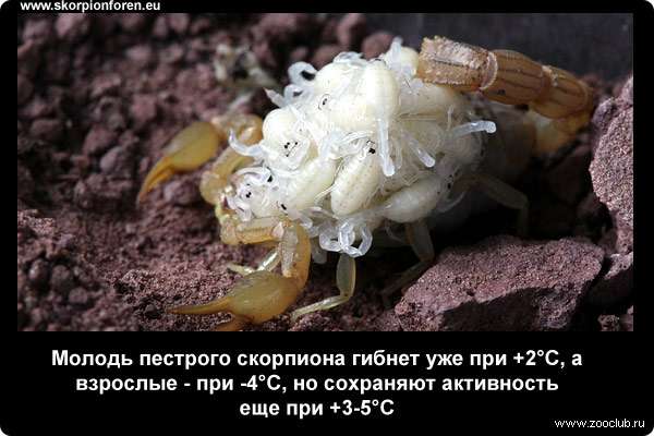  Молодь пестрого скорпиона гибнет уже при +2С, а взрослые - при -4С, но сохраняют активность еще при +3-5С