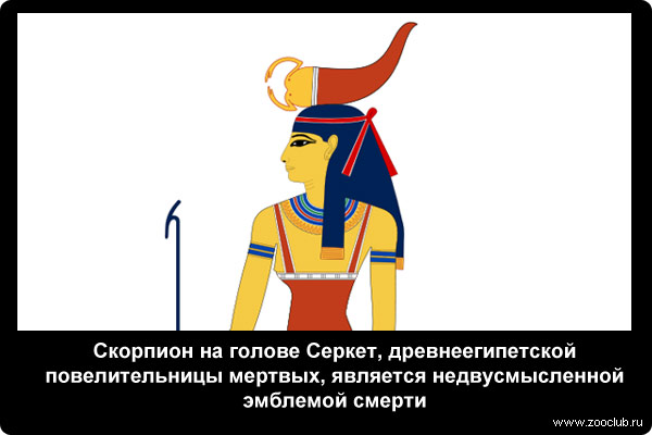  Скорпион на голове Серкет, древнеегипетской повелительницы мертвых, является недвусмысленной эмблемой смерти