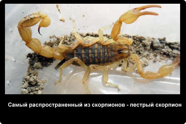  Самый распространенный из скорпионов - пестрый скорпион