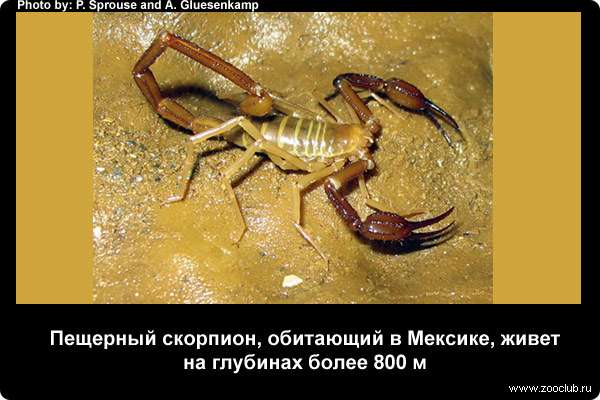  Пещерный скорпион, обитающий в Мексике, живет на глубинах более 800 м