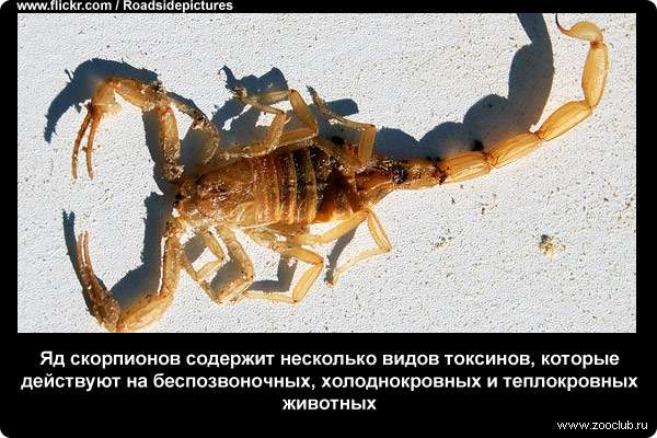  Яд скорпионов содержит несколько видов токсинов, которые действуют на беспозвоночных, холоднокровных и теплокровных животных