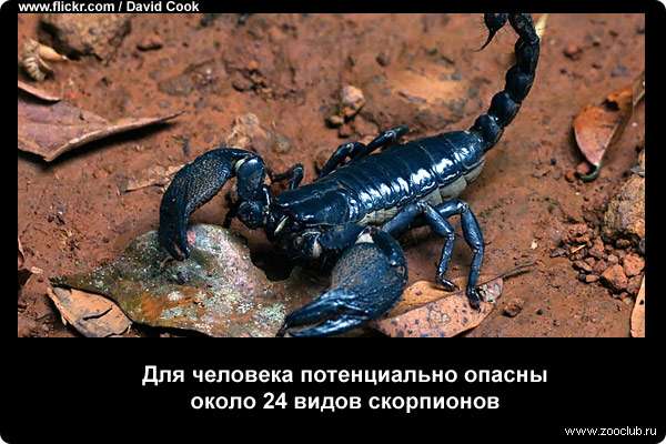  Для человека потенциально опасны около 24 видов скорпионов