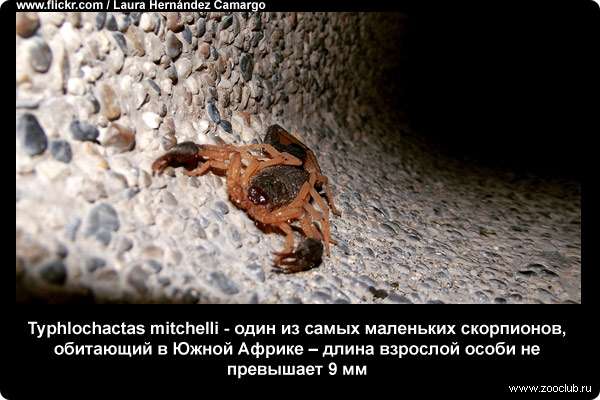  Typhlochactas mitchelli - один из самых маленьких скорпионов, обитающий в Южной Африке - длина взрослой особи не превышает 9 мм