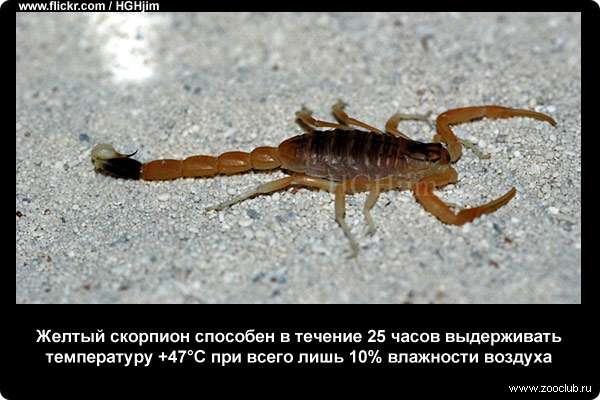  Израильский скорпион способен в течение 25 часов выдерживать температуру +47С при всего лишь 10% влажности воздуха