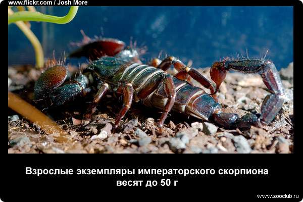  Взрослые экземпляры императорского скорпиона весят до 50 г