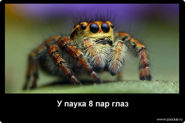  У паука 8 пар глаз