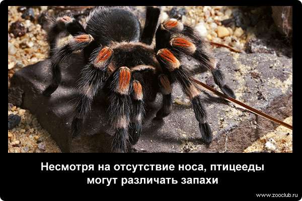 Реферат: Паутина в жизни пауков