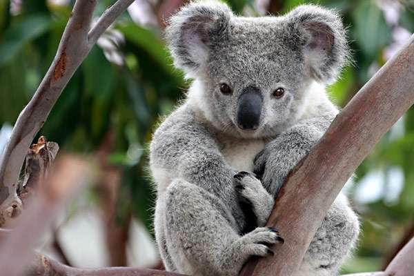 Почему коалу так назвали? Почему коалу назвали коалой?
