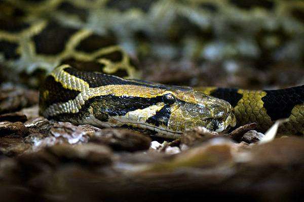Бирманский, или индийский питон (Python molurus), фото новости о животных рептилии фотография