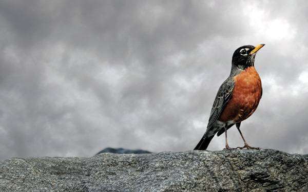 Красногрудая птичка, фото новости о животных фотография