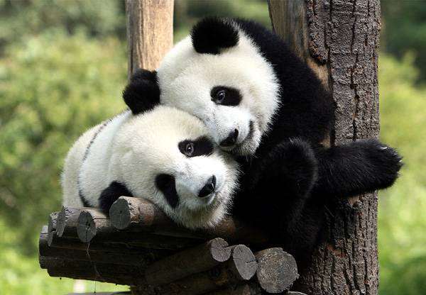 Гигантская панда (Ailuropoda melanoleuca), фото новости о животных хищные фотография