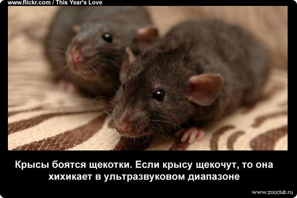 Крысы боятся щекотки. Если крысу щекочут, то она хихикает в ультразвуковом диапазоне