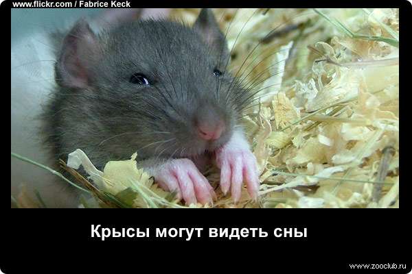 Крысы могут видеть сны