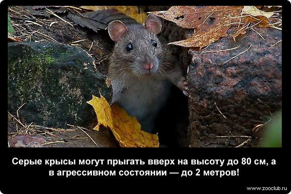 Серые крысы могут прыгать вверх на высоту до 80 см, а в агрессивном состоянии - до 2 м!