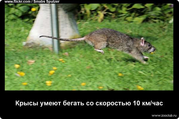 Крысы умеют бегать со скоростью 10 км/час