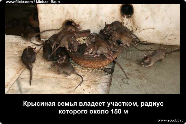 Крысиная семья владеет участком, радиус которого около 150 м