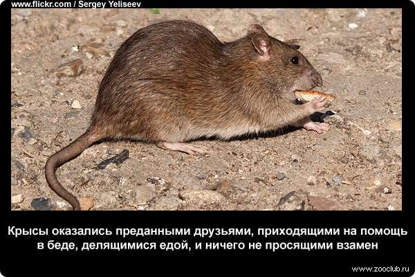 Реферат: Крысы